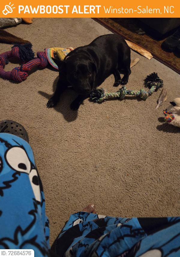 Found/Stray Female Dog last seen Mullins dr, Winston-Salem, NC 27107