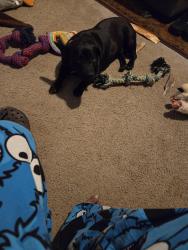 Found/Stray Female Dog last seen Mullins dr, Winston-Salem, NC 27107