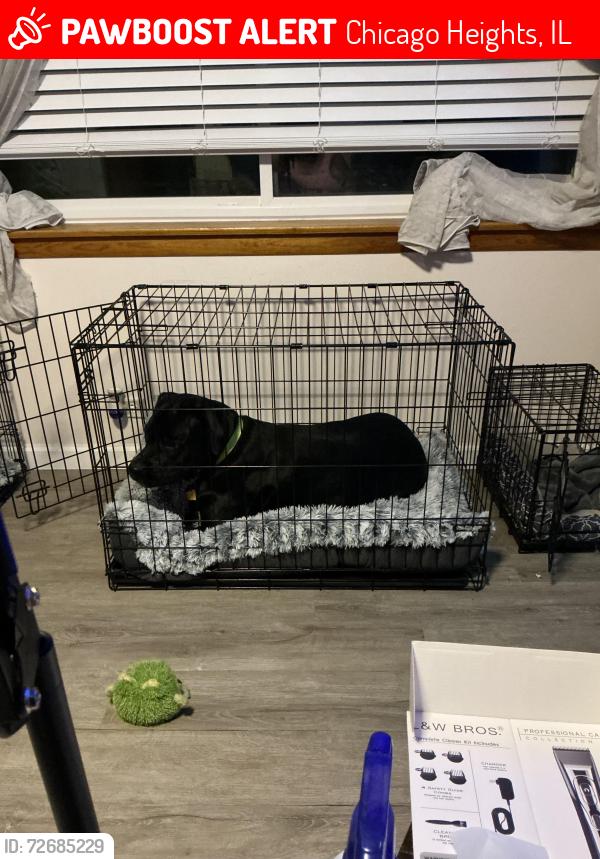 Lost Male Dog last seen 12th and Scott, Chicago Heights, IL 60411