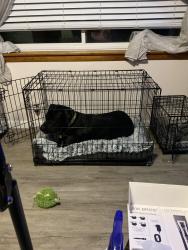 Lost Male Dog last seen 12th and Scott, Chicago Heights, IL 60411