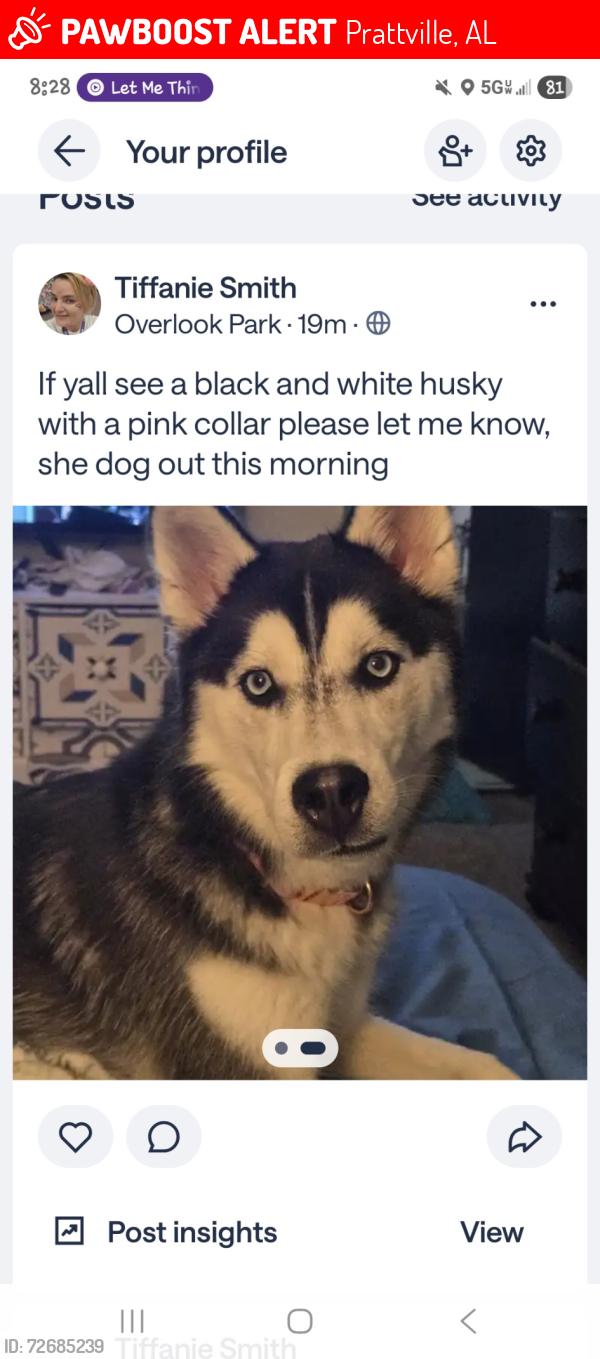 Lost Female Dog last seen Daniel pratt, Prattville, AL 36066