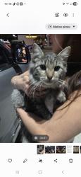 Found/Stray Female Cat last seen Highway 181, Floresville, TX 78114