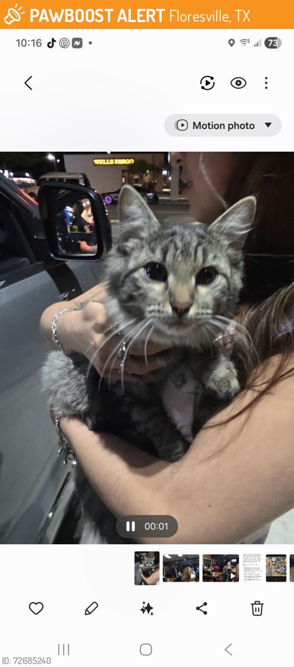 Found/Stray Female Cat last seen Highway 181, Floresville, TX 78114