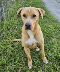 Found/Stray Male Dog last seen Caracas Dr & Sarazen Dr, Mesquite, TX 75150