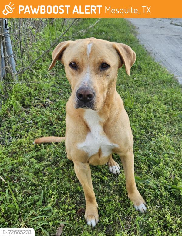 Found/Stray Male Dog last seen Caracas Dr & Sarazen Dr, Mesquite, TX 75150
