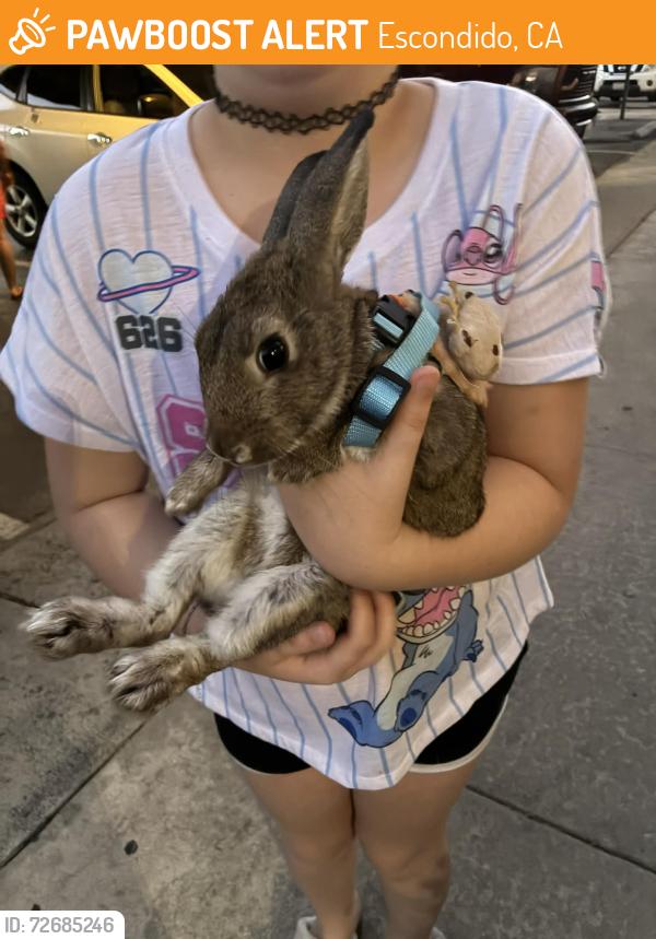 Found/Stray Unknown Rabbit last seen  East Mission ave / Fig st. Escondido ca, Escondido, CA 92025
