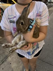 Found/Stray Unknown Rabbit last seen  East Mission ave / Fig st. Escondido ca, Escondido, CA 92025