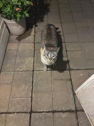 Found/Stray Unknown Cat last seen Antelope/Don Julio, Sacramento County, CA 95843