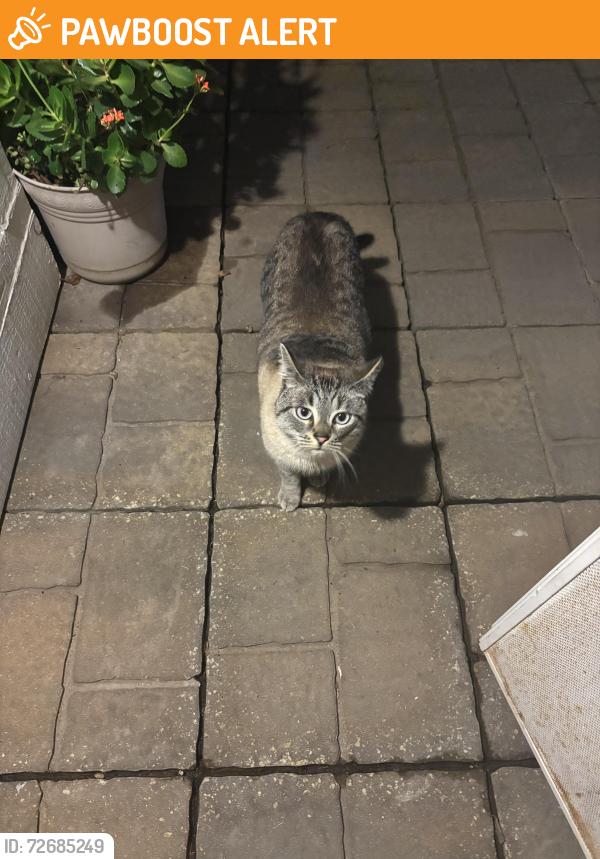 Found/Stray Unknown Cat last seen Antelope/Don Julio, Sacramento County, CA 95843