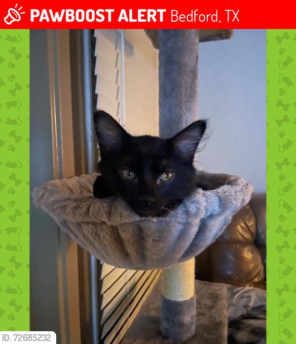 Lost Male Cat last seen Hackberry and Cottonwood, Whisperwood neighborhood, he would not have gone far., Bedford, TX 76021