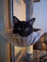 Lost Male Cat last seen Hackberry and Cottonwood, Whisperwood neighborhood, he would not have gone far., Bedford, TX 76021