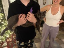 Lost Male Cat last seen Bed and biscuit dog boarding service , Austin, TX 78730