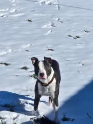 Lost Male Dog last seen River rd, Pamplico, SC 29583