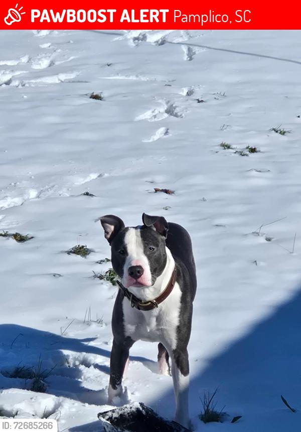 Lost Male Dog last seen River rd, Pamplico, SC 29583