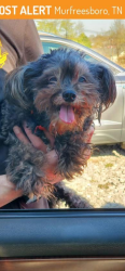 Lost Female Dog last seen Chelsea place apmt's, Murfreesboro, TN 37130