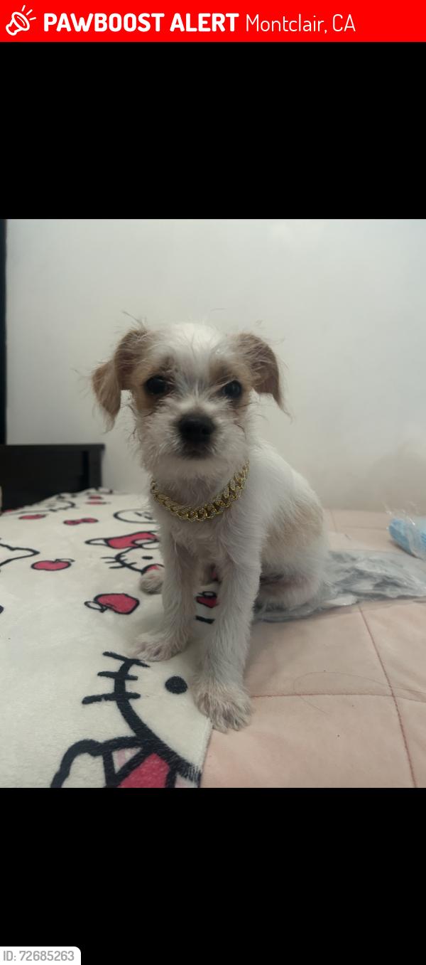 Lost Male Dog last seen Central ave chino ca , Montclair, CA 91763