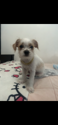 Lost Male Dog last seen Central ave chino ca , Montclair, CA 91763