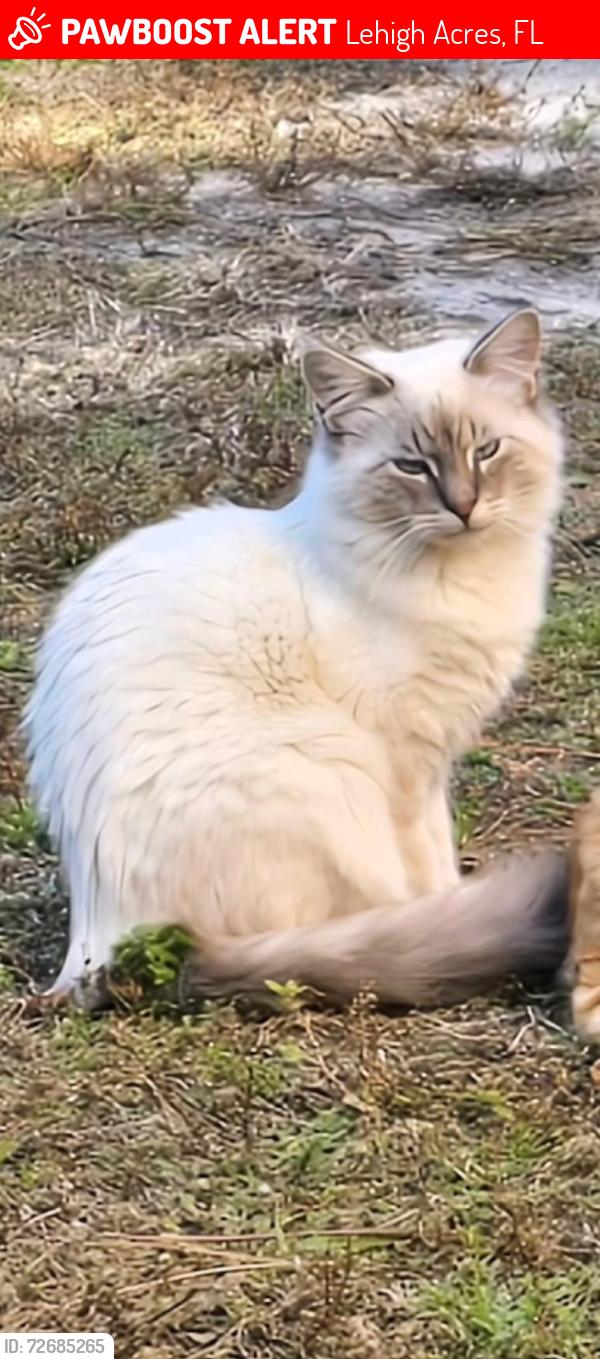Lost Female Cat last seen  Bell & Eisenhower, Lehigh Acres, fl, Lehigh Acres, FL 33974