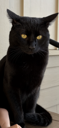 Lost Male Cat last seen Across from bitney springs stop sign , Rough and Ready, CA 95975