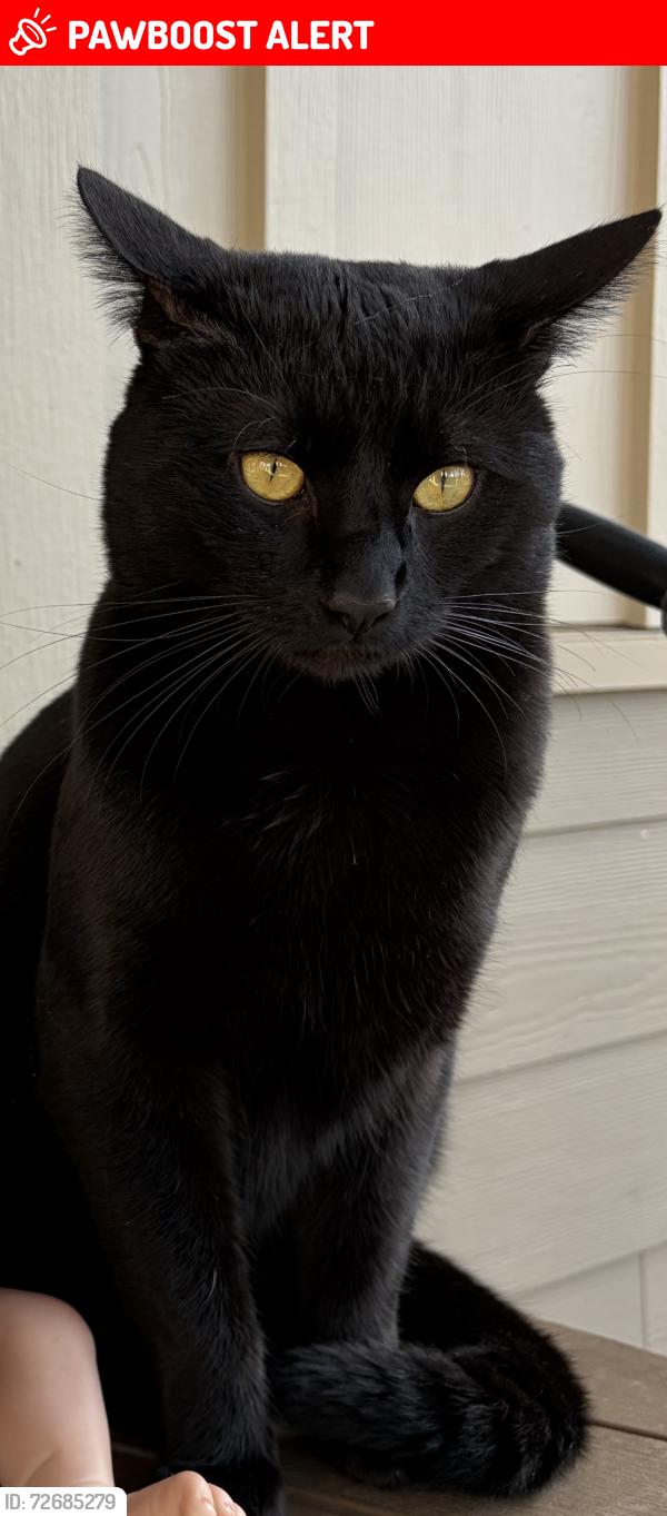 Lost Male Cat last seen Across from bitney springs stop sign , Rough and Ready, CA 95975