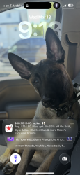 Lost Male Dog last seen Near live oak st , Crosby, TX 77532