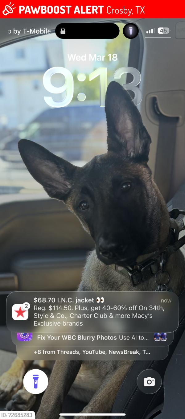 Lost Male Dog last seen Near live oak st , Crosby, TX 77532