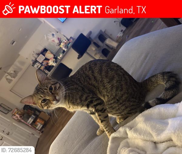 Lost Male Cat last seen Near , Garland, TX 75043