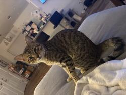 Lost Male Cat last seen Near , Garland, TX 75043