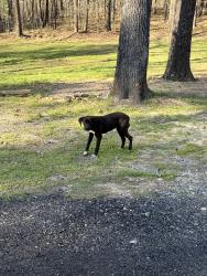 Found/Stray Unknown Dog last seen Garland County Fairgrounds, Hot Spring County, AR 72104