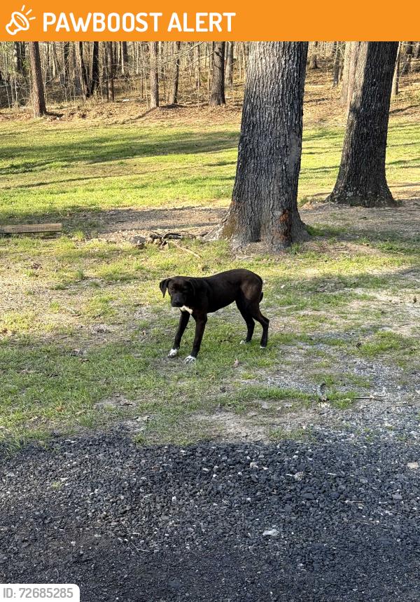 Found/Stray Unknown Dog last seen Garland County Fairgrounds, Hot Spring County, AR 72104