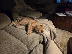 Lost Male Cat last seen Bellaria Way  and Agostino , Myrtle Beach, SC 29579