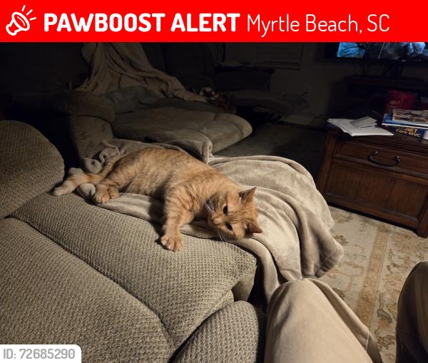 Lost Male Cat last seen Bellaria Way  and Agostino , Myrtle Beach, SC 29579