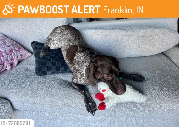 Found/Stray Male Dog last seen Hurricane And McClearan, Franklin, IN 46131