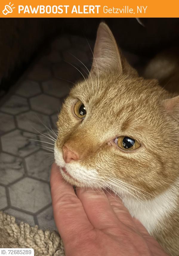 Found/Stray Unknown Cat last seen 101Little Robin , Getzville, NY 14228