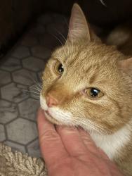 Found/Stray Unknown Cat last seen 101Little Robin , Getzville, NY 14228