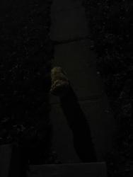 Found/Stray Unknown Dog last seen tower ave and cornwall st hartford ct, Hartford, CT 06112