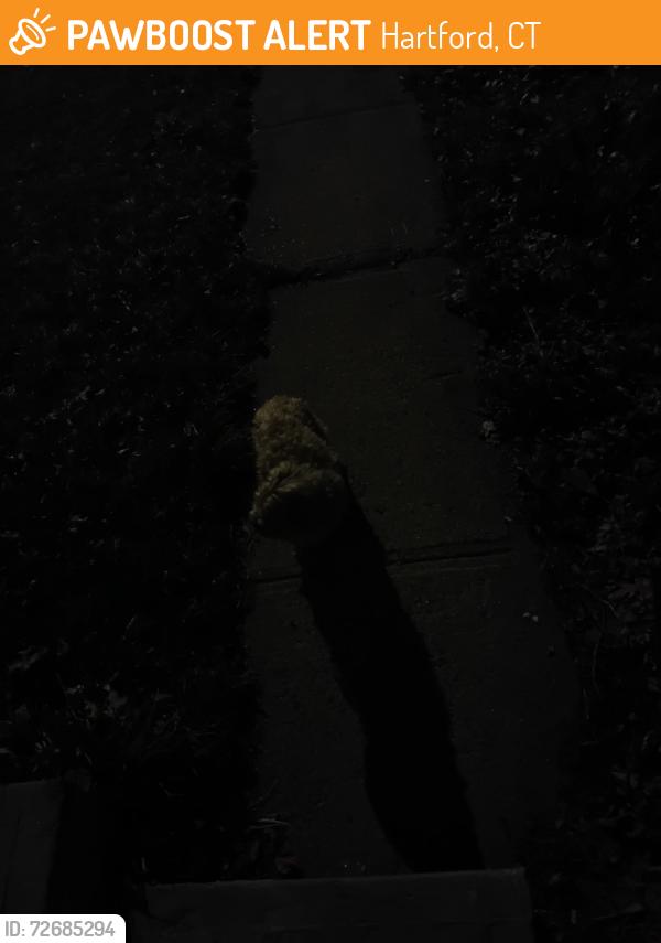 Found/Stray Unknown Dog last seen tower ave and cornwall st hartford ct, Hartford, CT 06112