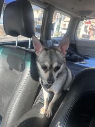Found/Stray Female Dog last seen clark park, Philadelphia, PA 19143