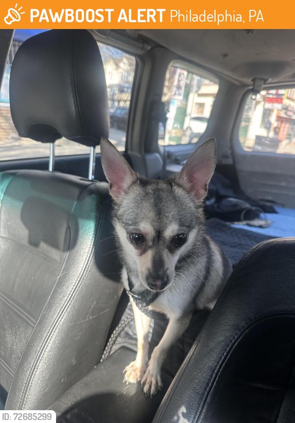 Found/Stray Female Dog last seen clark park, Philadelphia, PA 19143