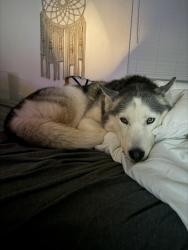 Lost Female Dog last seen N 15th st and Hilton PL, Tampa, FL 33610
