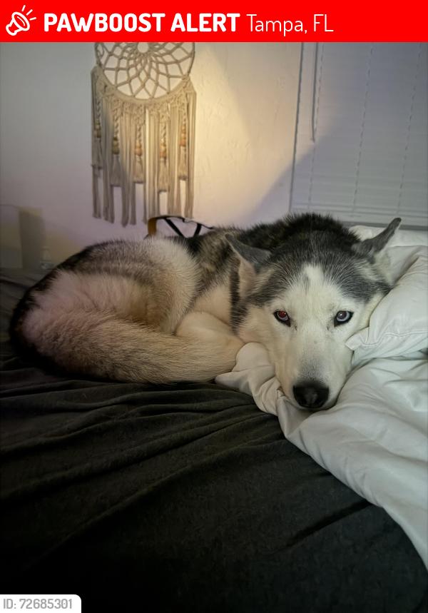 Lost Female Dog last seen N 15th st and Hilton PL, Tampa, FL 33610
