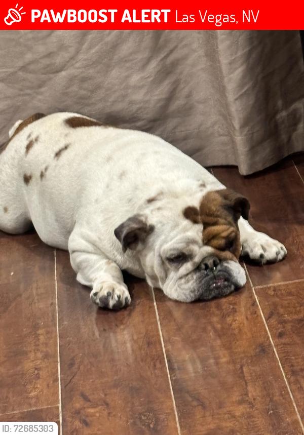 Lost Female Dog last seen Heart shape spot on left side , Las Vegas, NV 89156