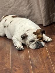 Lost Female Dog last seen Heart shape spot on left side , Las Vegas, NV 89156