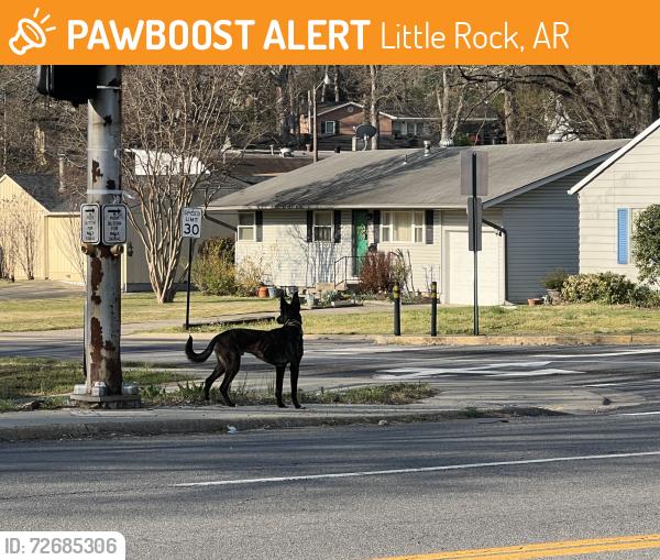 Found/Stray Unknown Dog last seen Rodney Parham, Little Rock, AR 72212