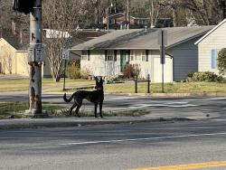 Found/Stray Unknown Dog last seen Rodney Parham, Little Rock, AR 72212