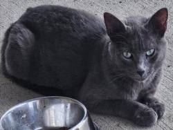 Shelter Stray Female Cat last seen PARK BRANCH AVE/MAGNOLIA BLOSSOM CIR CLERMONT, Deer Island, FL 32778