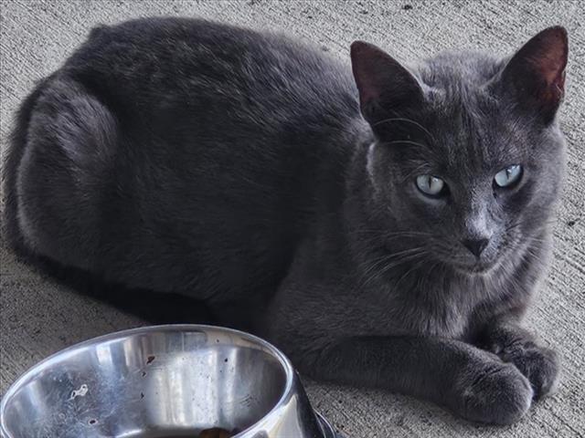 Shelter Stray Female Cat last seen PARK BRANCH AVE/MAGNOLIA BLOSSOM CIR CLERMONT, 12280 County Rd 448, Tavares, FL 32778, USA