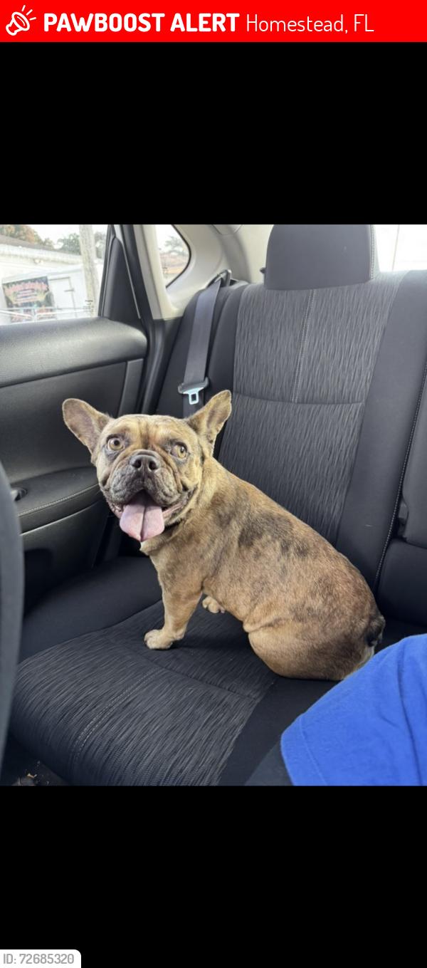 Lost Female Dog last seen By our gate, Homestead, FL 33030
