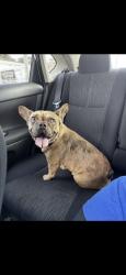 Lost Female Dog last seen By our gate, Homestead, FL 33030