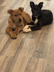 Found/Stray Male Dog last seen The quarters apmts , Lafayette, LA 70501